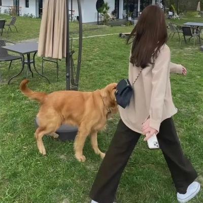 小猫熊历险记